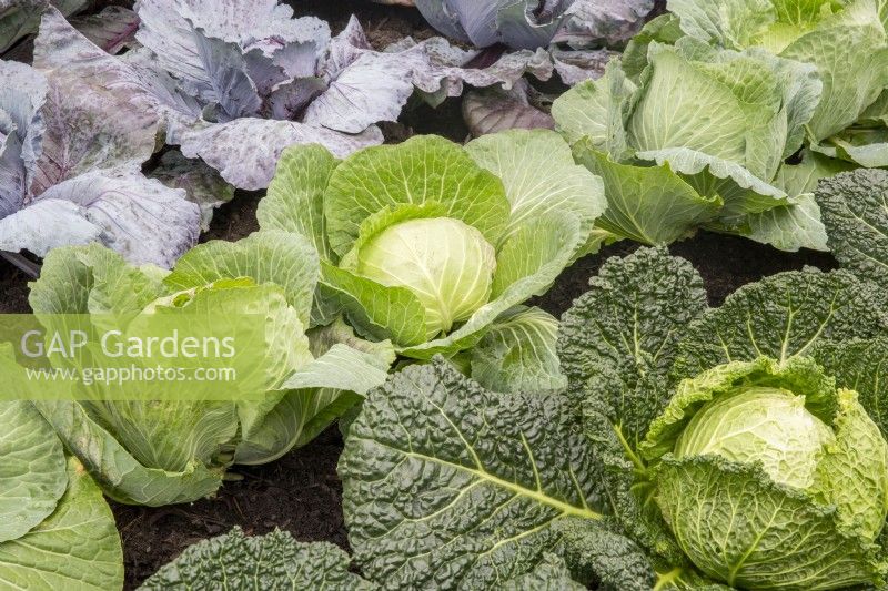 Brassica oleracea growing in rows, left to right, 'Tinty' F1 red,  'Cabbice' and 'Serpentine' - savoy cabbage growing in rows 