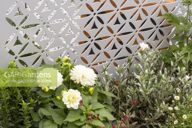 A stainless steel laser cut patterned screen with mixed perennial planting of white flowering plants including Dahlia