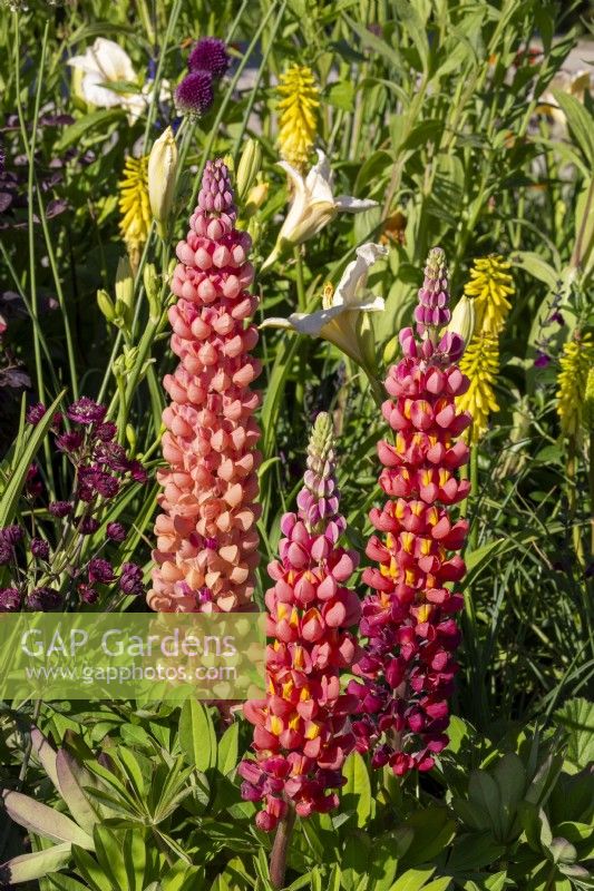 Mixed perennial planting of Lupinus 'Salmon Star' on the left with Lupinus 'Terracotta' and Astrantia major 'Hadspen Blood'