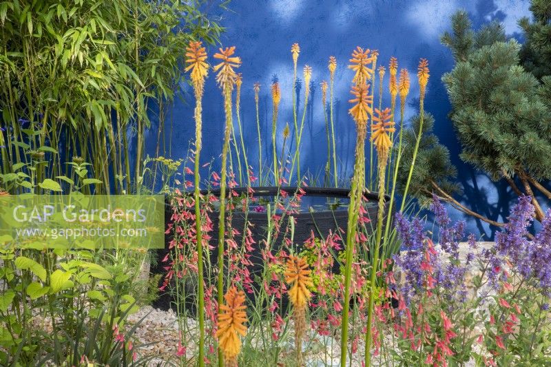 Colourful flowerbed with mixed perennial planting of Penstemon barbatus subsp coccineus, Kniphofia 'Fiery Fred', Salvia and Phyllostachys - raised pond in the background 