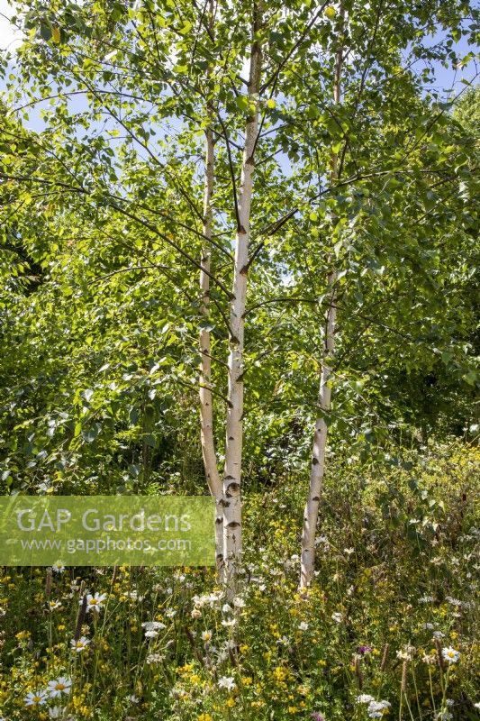 Betula pendula - Silver Birch tree with meadow planting 