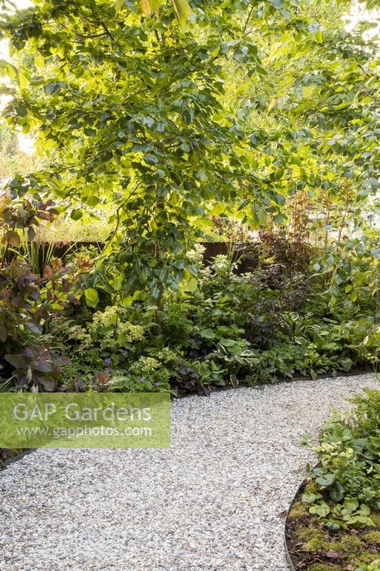 Curved gravel path with border of Tilia cordata - lime tree underplanted with mixed perennial planting 