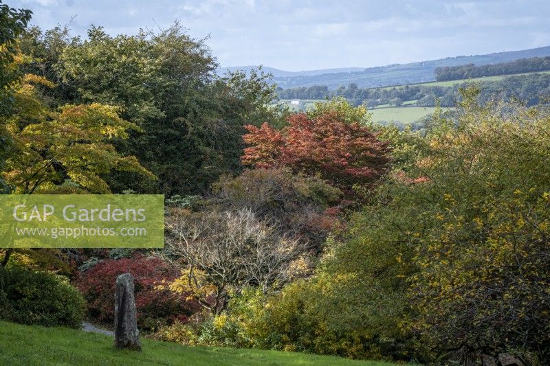 View towards Acer Glade at The Garden House, Devon, standing stone at the front.