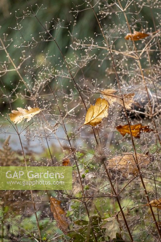 Seed heads of Butomus umbellatus that have caught falling autumn leaves