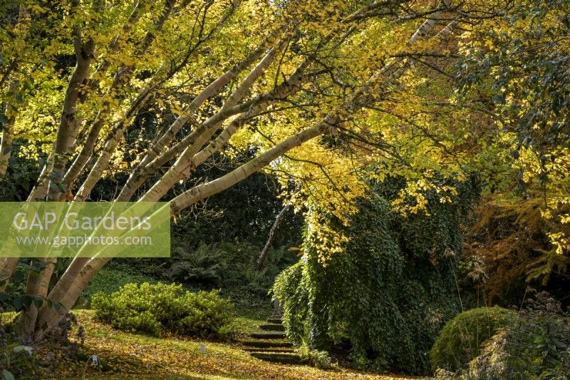 Betula ermanii 'Grayswood Hill' in an autumnal woodland garden