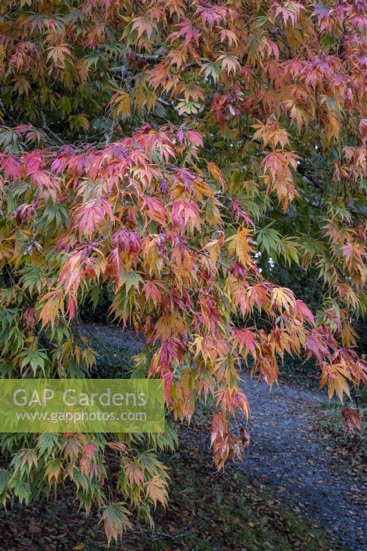 Acer palmatum with autumn colour