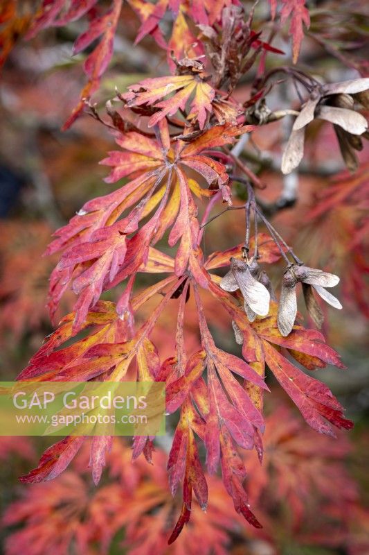 Acer palmatum with autumn colour and seeds or 'keys'