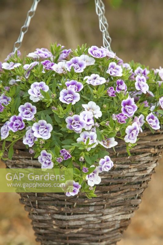 Calibrachoa 'Can-Can Double Lavtastic' - July