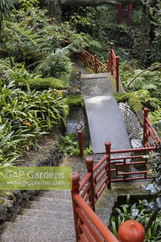 Steps lead down to a small arched bridge over a pool with red Oriental style balustrades and surrounded by tropical planting. Monte Palace Gardens, Madeira. August. 