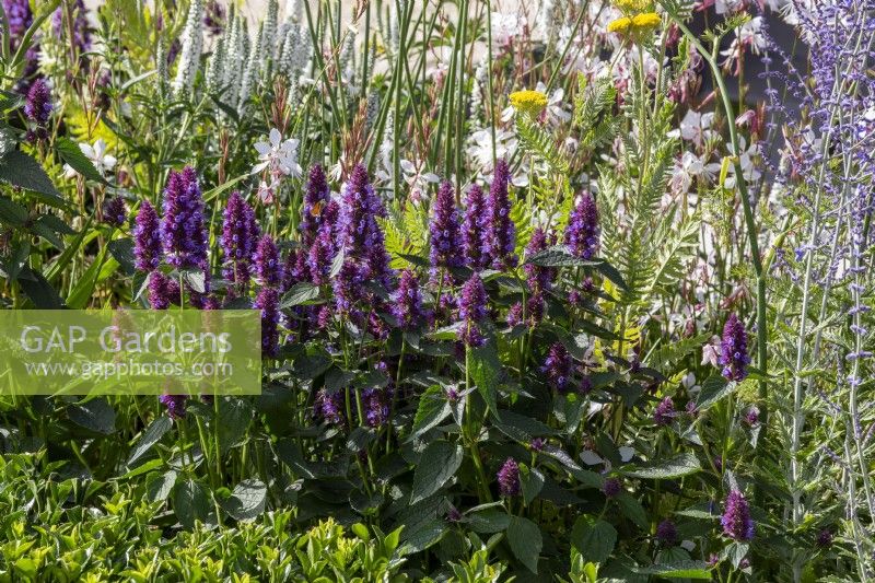 Mixed perennial planting of Agastache 'Beelicious Purple' - anise hyssop with Perovskia and Gaura lindheimeri 'Whirling Butterflies'