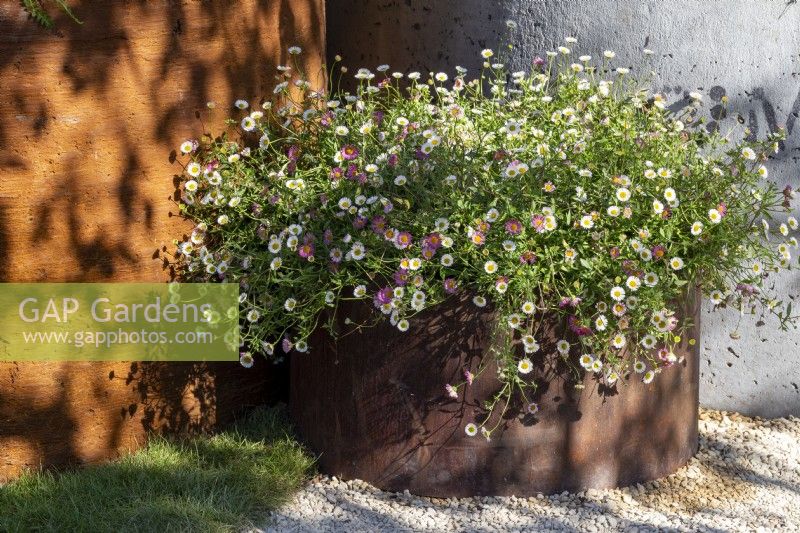 Erigeron karvinskianus 'Sea of Blossom' - Mexican Fleabane planted in a corten steel round container 