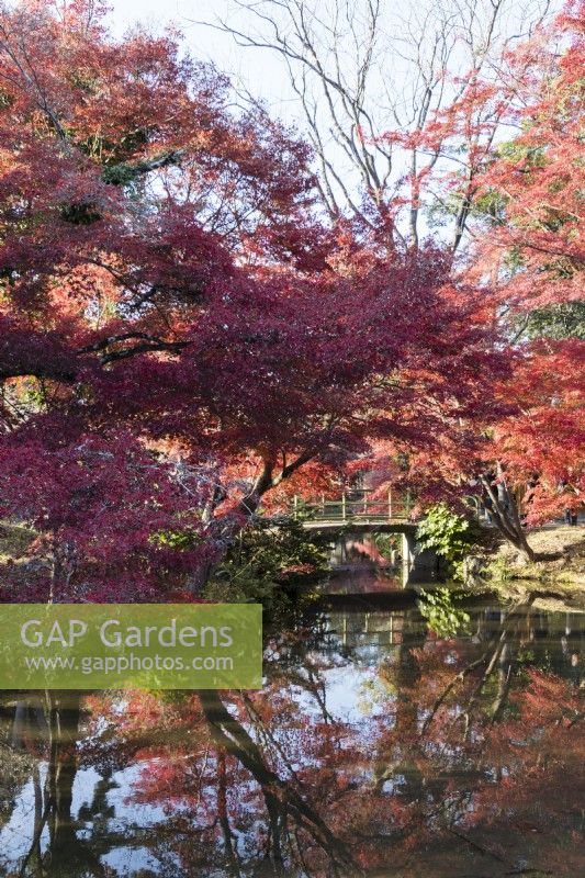 Acers in autumn colour reflected in water of the pond of the Nakaragi-no-mori area of the garden. View to bridge
