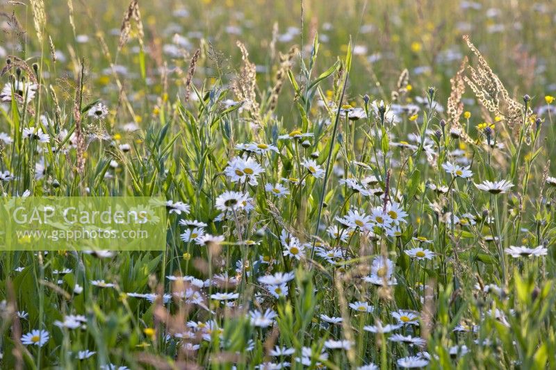 Leuchanthemum vulgare - ox-eye daisy in wild flower meadow.