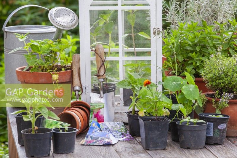 Display of annual flower seedlings in plastic pots - French marigold, nasturtium and sunflowers, tools, herbs and stravberry in terracotta pots and packets of seeds.