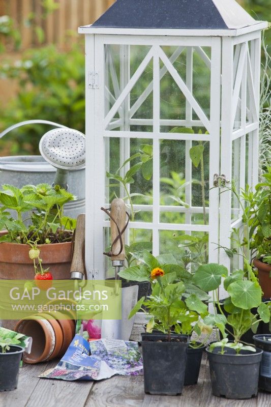 Small greenhouse , garden tools , annual flower seedlings and herbs in pots.