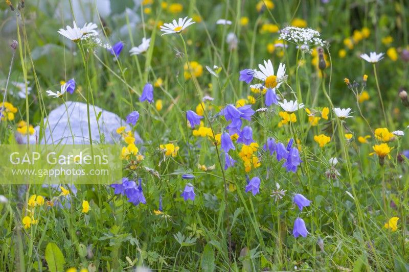 Wildflower meadow with Lotus corniculatus - Common Bird's-foot trefoil, Campanula rotundifolia - Harebells, Daucus carota - wild carrots and Leucanthemum vulgare - ox-eye daisy.