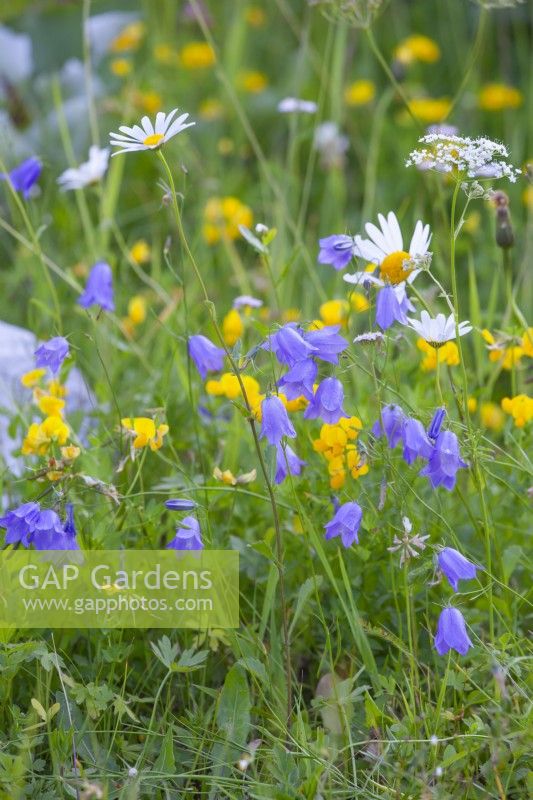 Wildflower meadow with Lotus corniculatus - Common Bird's-foot trefoil, Campanula rotundifolia - Harebells, Daucus carota - wild carrots and Leucanthemum vulgare - ox-eye daisy.