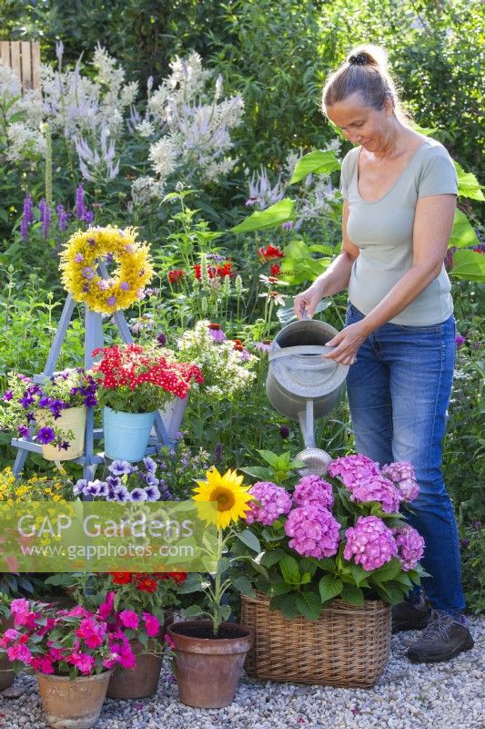 A woman waters a hydrangea in a wicker container in a group of containers planted with balcony flowers including Impatiens, Verbena, Surfinia and sunflower.