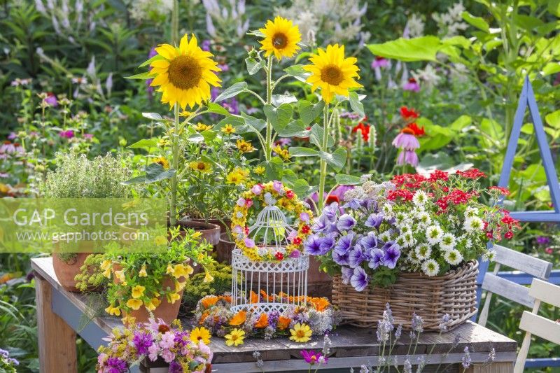 Table arrangement including wreaths made of summer flowers and containers with Surfinia, Verbena, Scaevola, sunflowers and thyme.