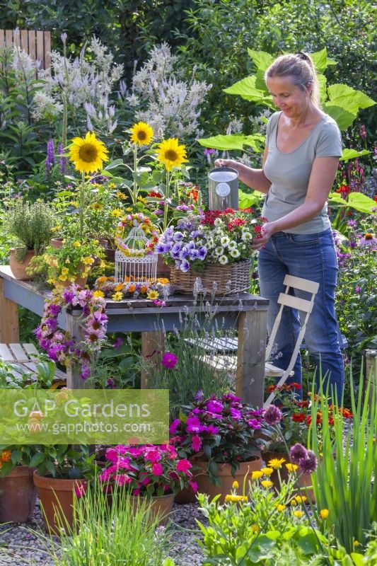 Woman watering container with Surfinia, Verbena and Scaevola.