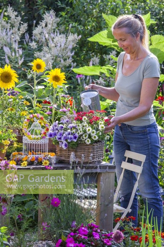 Woman watering container with Surfinia, Verbena and Scaevola.