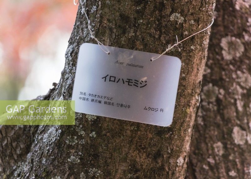 Plant label in Japanese and English for Acer palmatum