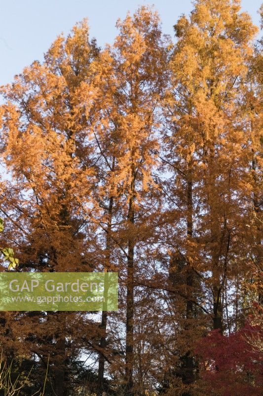 Stand of several Metasequoia glyptostroboides trees in orange autumn colour.