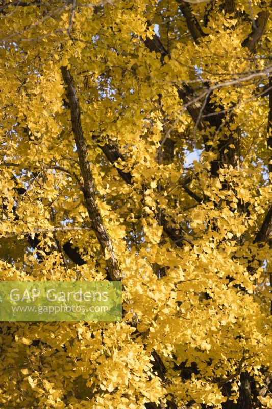 Close up of leaves of Ginko biloba tree.