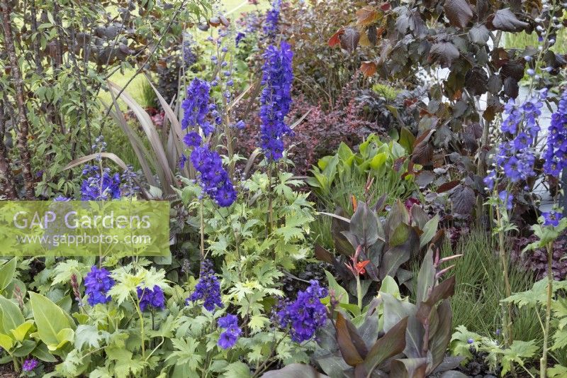 Dark perennial planting in 'From Darkness to Light' - RHS Chatsworth Flower Show 2019, June