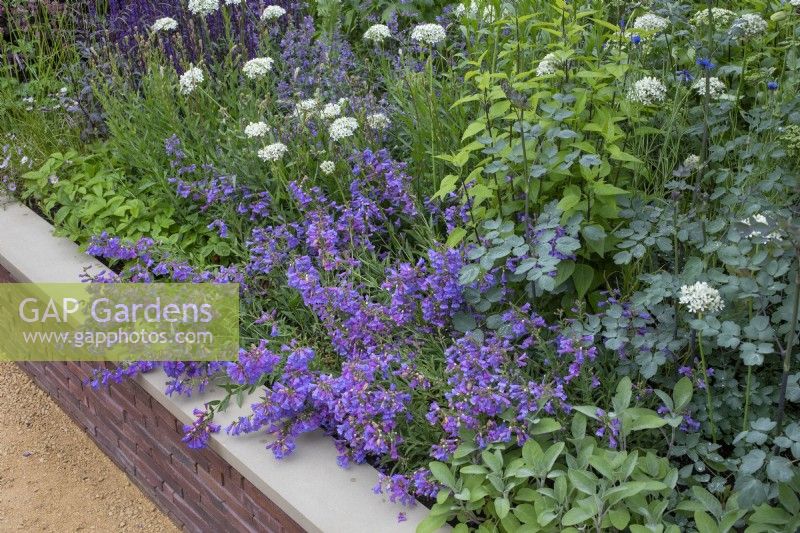 Raised flowerbed of perennials in 'The Wedgwood Garden' at RHS Chatsworth Flower Show,