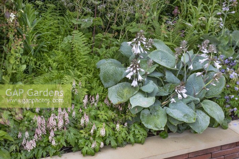 Hosta and tiarella in mixed raised bed in 'The Wedgwood Garden' at RHS Chatsworth Flower Show 2019, June