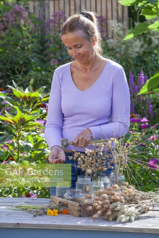 Woman collecting seeds from chives - Allium schoenoprasum.