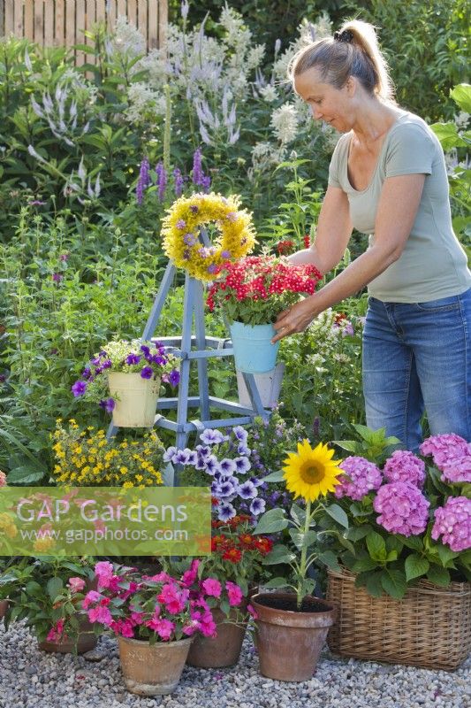A woman hangs a pot of Verbena on a wooden obelisk. Group of containers is planted with Impatiens, Surfinia, Zinnia, Sunflower, Hydrangea and Sanvitalia.