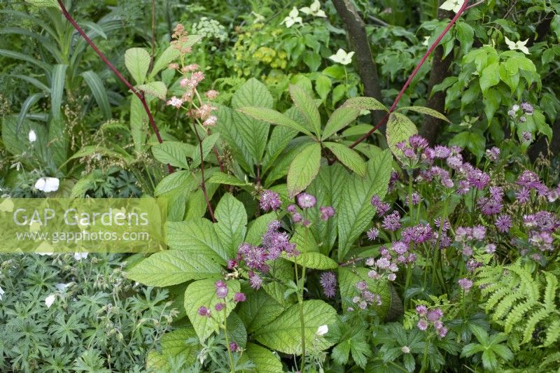 Mixed perennial planting including Rodgersia foliage and pink flowering Astrantia, June