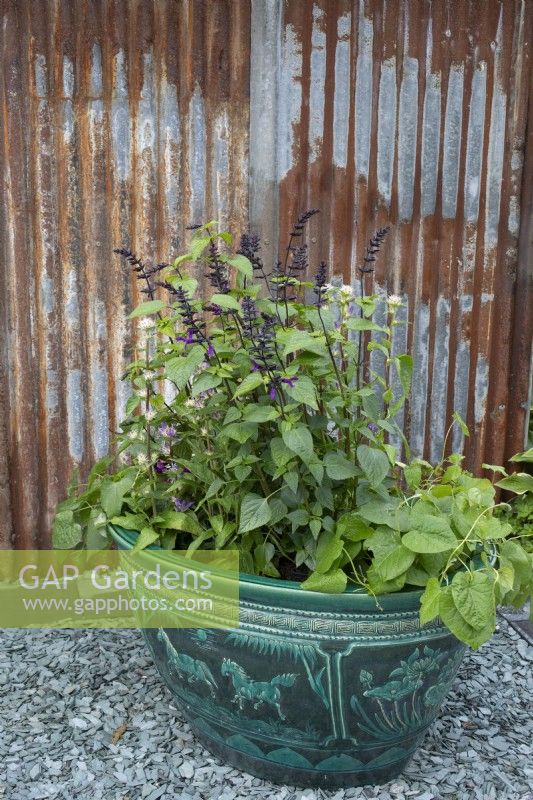 Decorative container planted with flowering Salvia against corrugated iron wall in 'The Brewin Dolphin Artist's Garden' at RHS Chatsworth Flower Show 2019