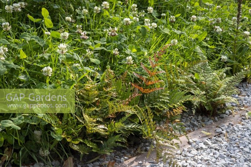 Dryopteris erythrosora - Japanese Shield Fern and Trifolium repens