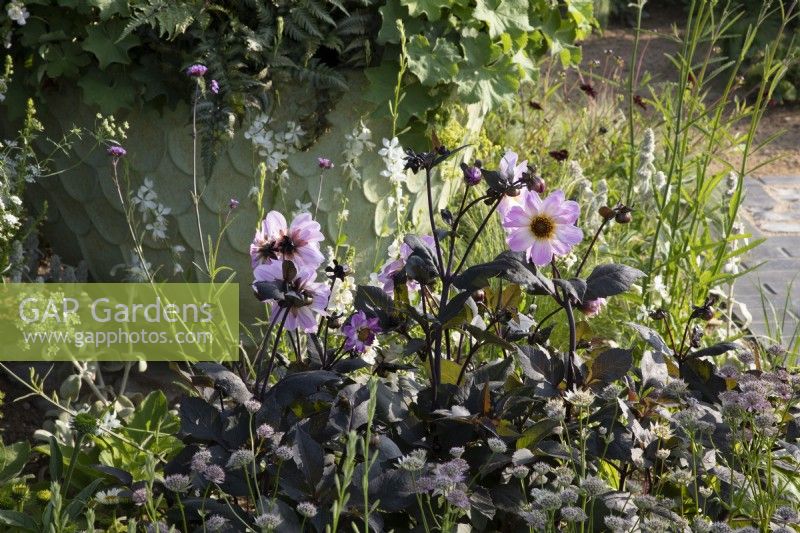 Mixed perennial planting of Dahlia 'Bishop of Leicester' and Astrantia major 'Florence'