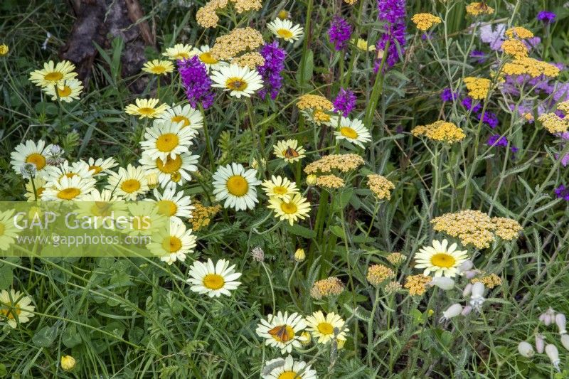Mixed perennial planting of Anthemis tinctoria 'E C Buxton' - Ddyer's chamomile, Betonica officinalis 'Hummelo' and Achillea 'Terracotta'