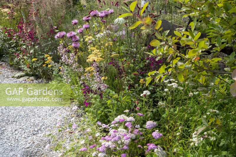 Mixed perennial planting border with Achillea millefolium 'Apple Blossom' syn. 'Apfelblute', Salvia 'Love and Wishes' and Monarda 'Croftway Pink'