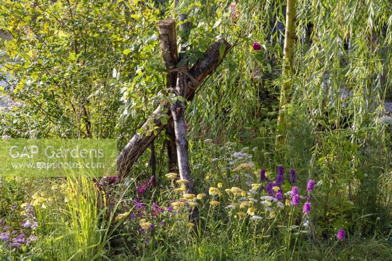 Salix x sepulcralis var. chrysocoma underplanted wth Betonica officinalis 'Hummelo', Anthemis tinctoria 'E C Buxton' and Achillea 'Terracotta' - log tripod
