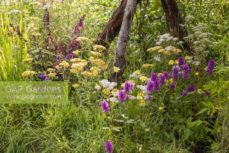 Mixed perennial planting of Betonica officinalis 'Hummelo', Anthemis tinctoria 'E C Buxton', Achillea 'Terracotta' and Achillea millefolium