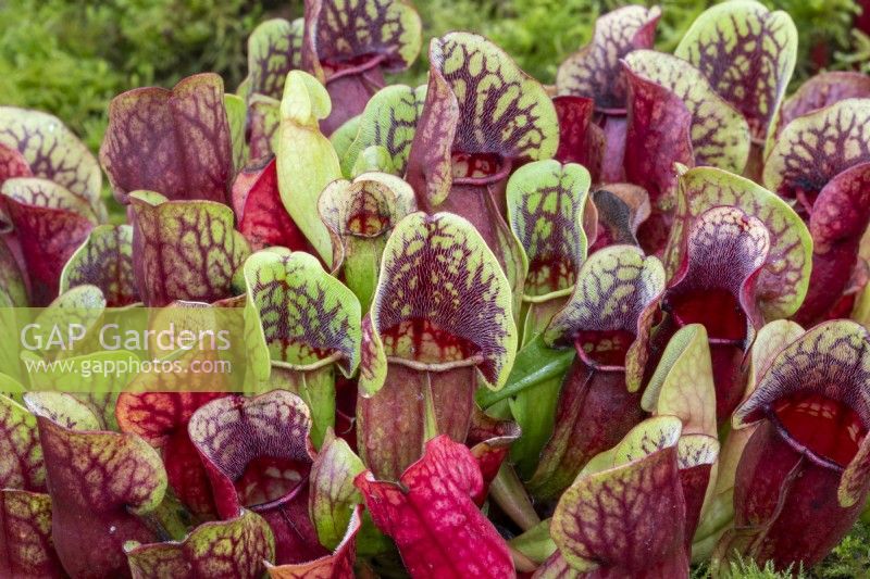 Sarracenia purpurea subsp. purpurea - carnivorous pitcher plant