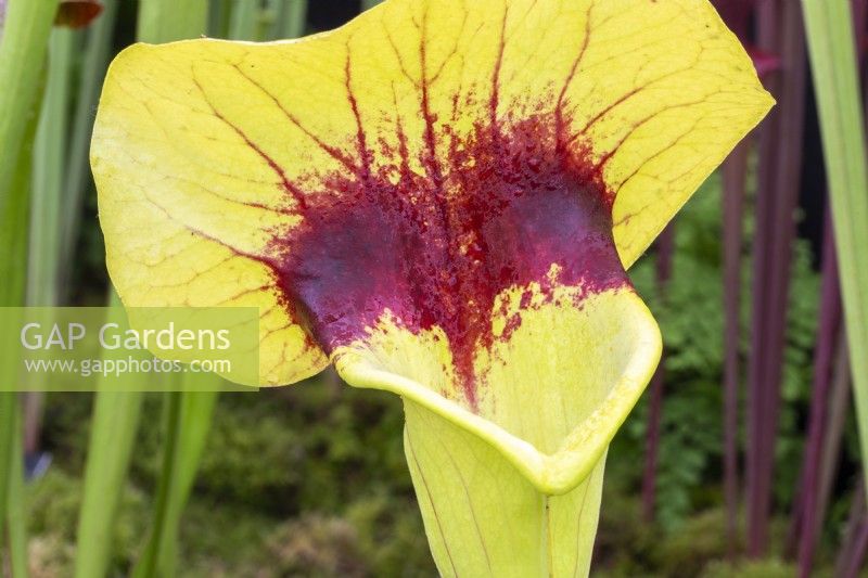 Sarracenia hybrid C.V. Matt Johnson - pitcher plant 