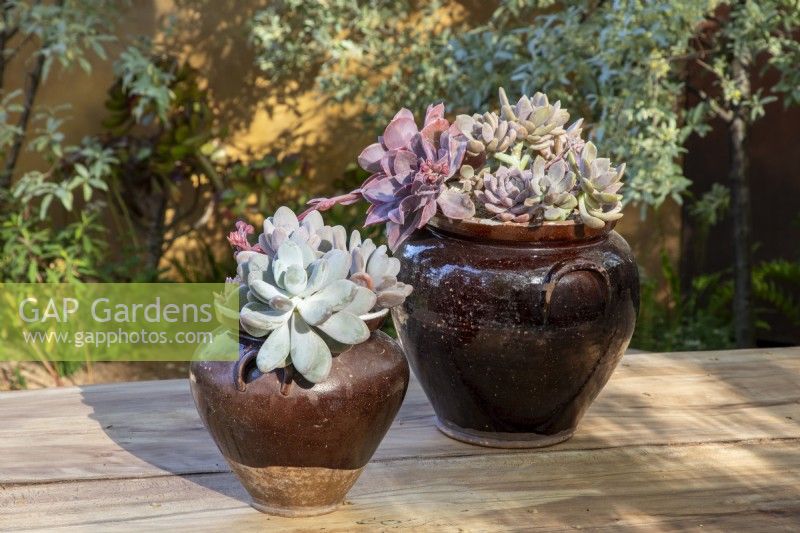 Glazed terracotta vases with Sempervivum and Echeveria succulent plants
