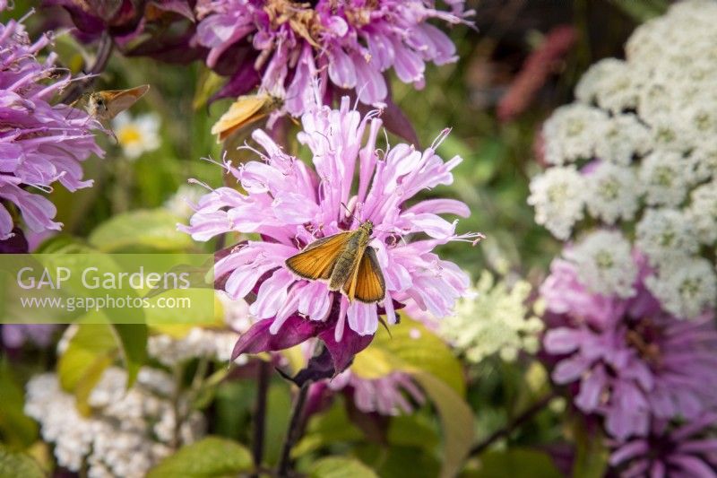 Skipper butterfly on Monarda 'Croftway Pink' flower, Bergamot