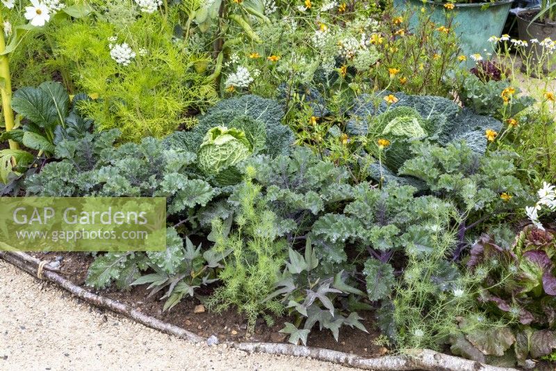 Vegetable garden with Brassica oleracea 'Serpentine', Brassica oleracea 'Midnight Sun', Lactuca sativa 'Red Iceberg', Ipomoea batatas and marigolds 
