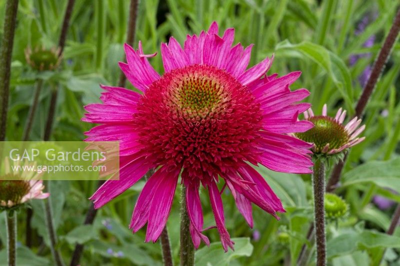 Echinacea 'Delicious Candy' - coneflower