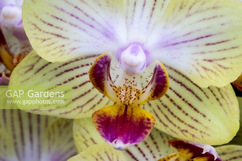 Phalaenopsis 'Gold Staff' - moth orchid