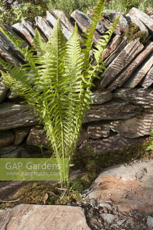 Old traditional Herring bone drystone wall with a Matteuccia struthiopteris - shuttlecock fern 