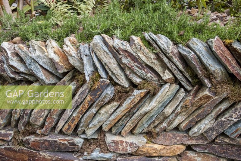 Old traditional Herring bone drystone wall with Rosmarinus officinalis Prostratus growing over the rocks 